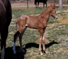 A newborn Stilts