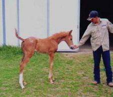 Stilts at 20 days old