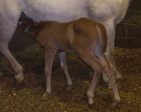 2008 Chestnut Filly