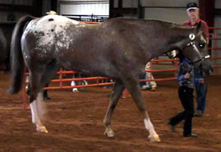 Rewarding Style and Samantha in the pen